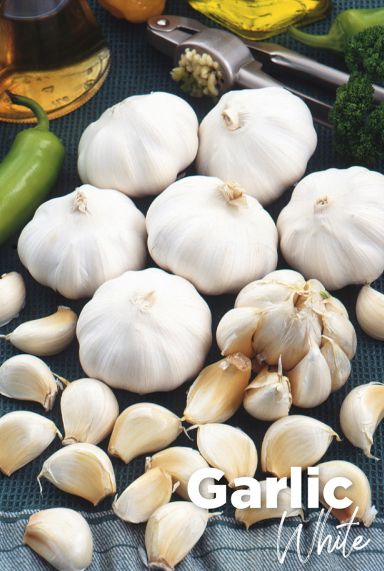 Garlic white bulbes d ail