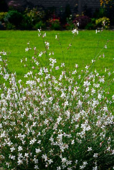 Gaura lindheimeri plante de jardin