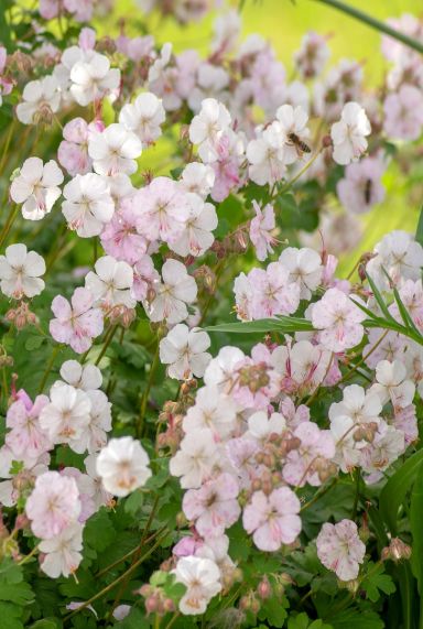 Geranium biokovo gartenpflanze