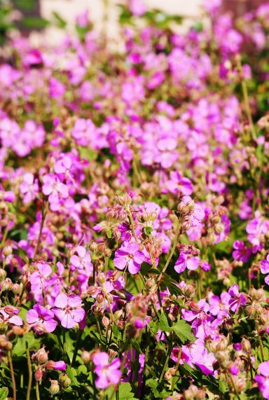Geranium cantabrigiense cambridge plante de jardin
