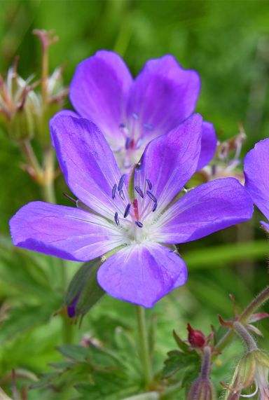 Geranium johnson s blue plante de jardin