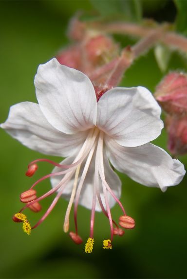Geranium macrorrhizum spessart plante de jardin