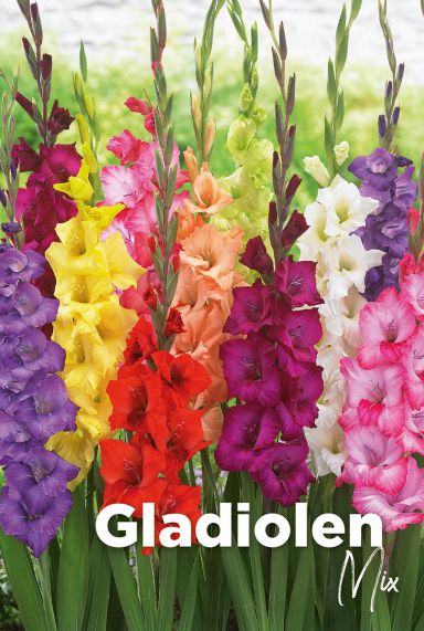 Gladiolen mix bulbes a fleurs