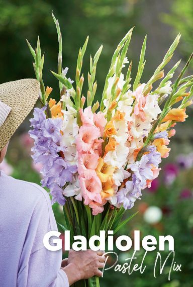 Gladiolen pastel mix bulbes a fleurs