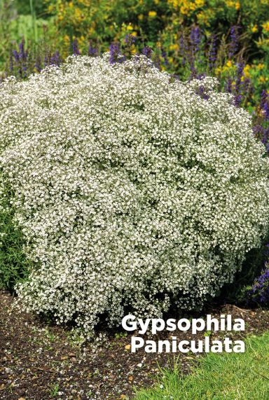 Gypsophila paniculata bulbes a fleurs