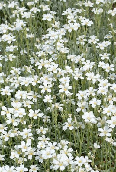 Gypsophila repens alba plante de jardin