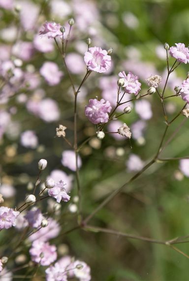 Gypsophila repens rosea plante de jardin