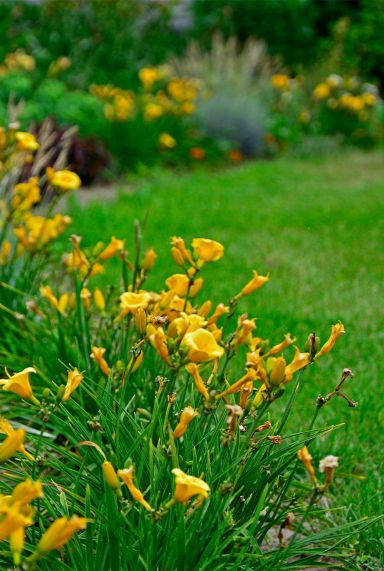 Hemerocallis stella de oro plante de jardin
