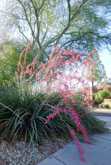 Hesperaloe parviflora plante de jardin p19