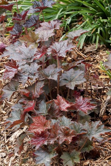 Heuchera micrantha palace purple plante de jardin