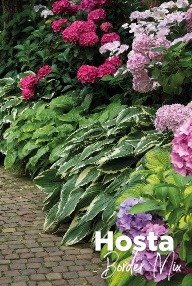 Hosta border mix bulbes a fleurs