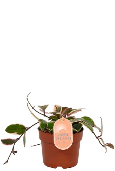 Hoya flamingo dream star of java