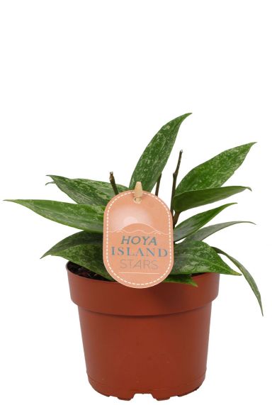 Hoya rangsan star of borneo