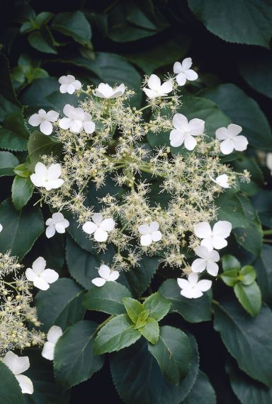 Hydrangea anomala petiolaris plante de jardin p14
