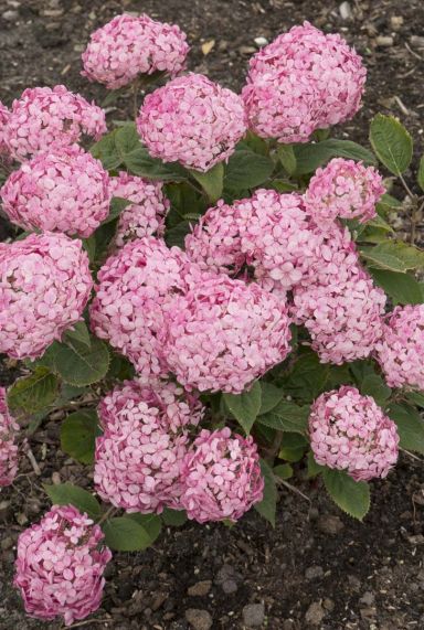 Hydrangea arborescens ruby annabelle plante de jardin 19
