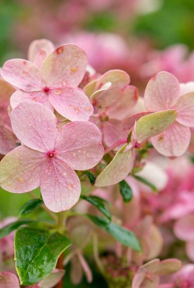 Hydrangea paniculata ophelia plante de jardin