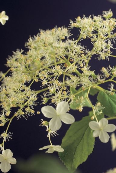 Hydrangea petiolaris plante de jardin