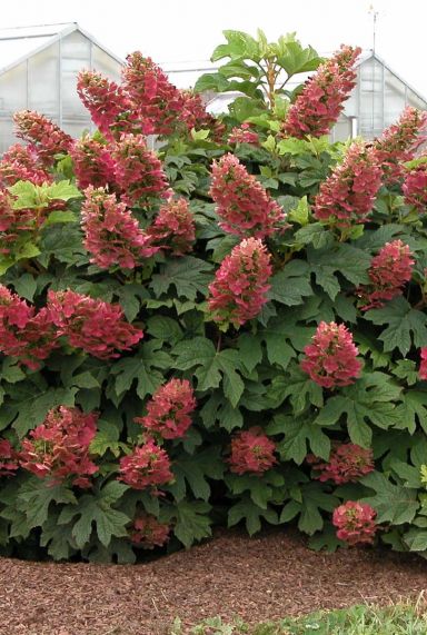 Hydrangea quercifolia ruby slippers plante de jardin