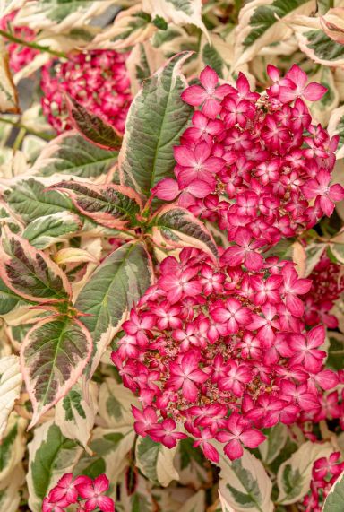 Hydrangea serrata euphoria pink plante de jardin