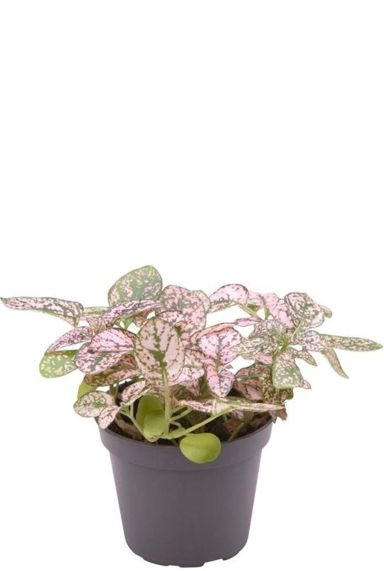 Hypoestes Phyllostachya Pink