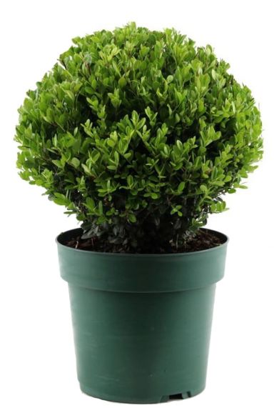 Ilex crenata jenny p21