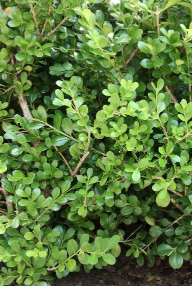 Ilex crenata jenny plante de jardin p10