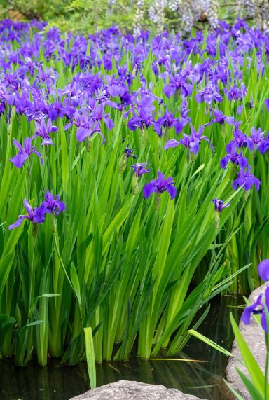 Iris kaempferi plante de bassin