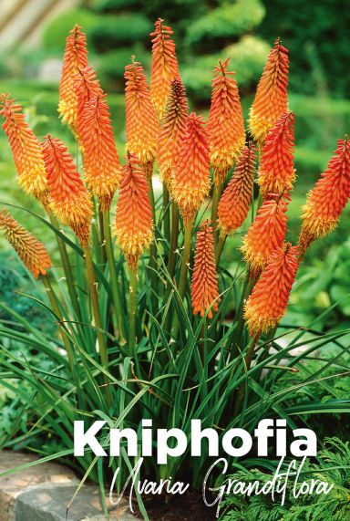 Kniphofia uvaria grandiflora bulbes a fleurs