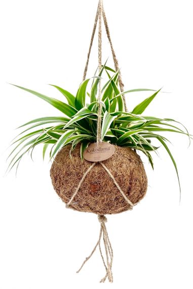 Kokodama chlorophytum comosum