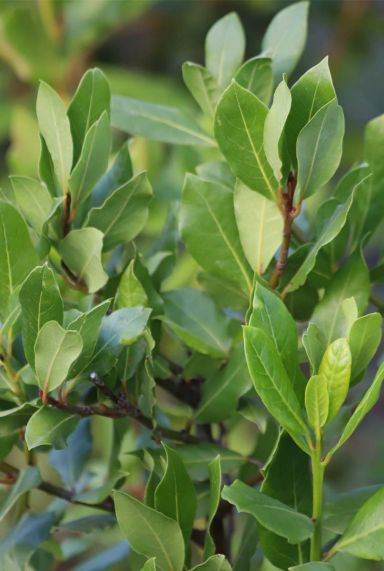 Laurus nobilis plante de gardin
