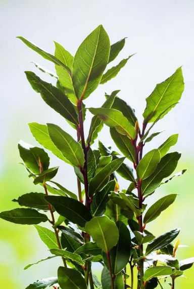 Laurus nobilis plante de jardin 27