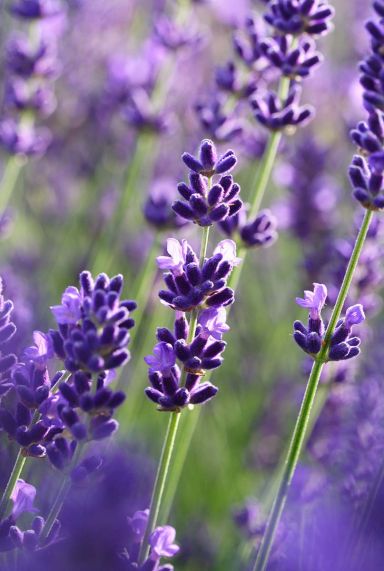 Lavande angustifolia felice plante de jardin 2