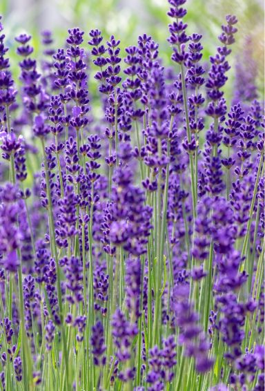 Lavandula angustifolia dwarf blue plante de jardin