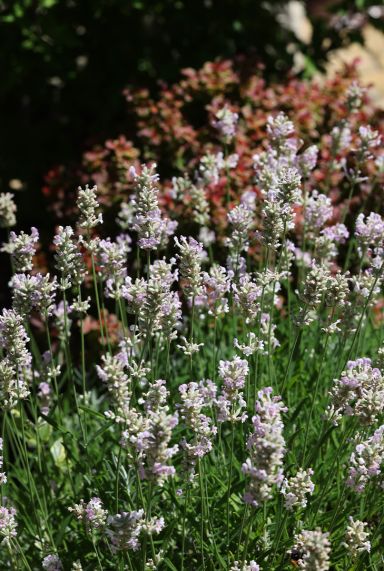 Lavandula angustifolia edelweiss plante de jardin