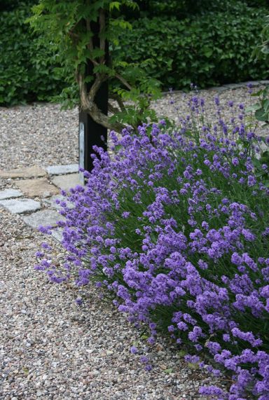 Lavandula angustifolia hidcote plante de jardin