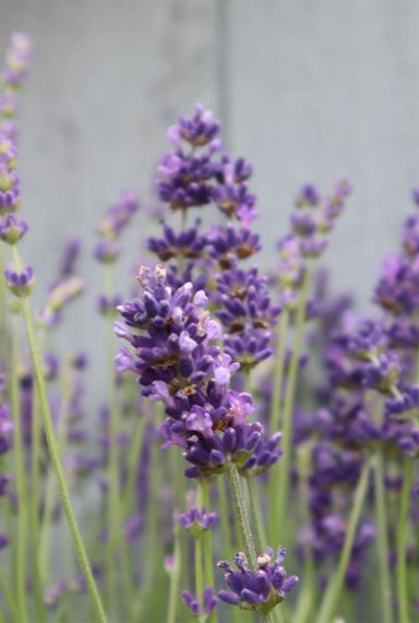 Lavandula angustifolia munstead