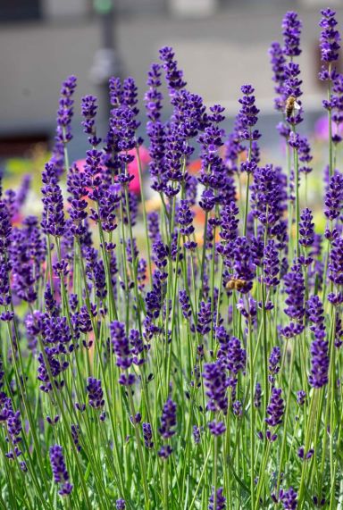 Lavandula angustifolia plante de jardin