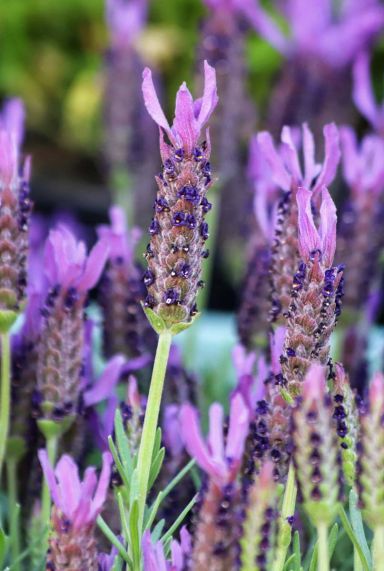 Lavandula stoechas anouk plante de jardin