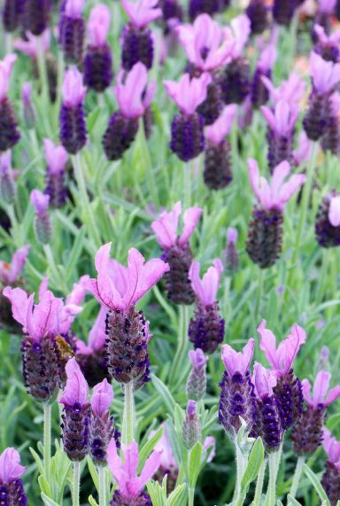 Lavendel stoechas anouk tuinplant 19 1