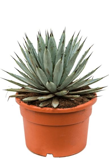 Agave macroacantha