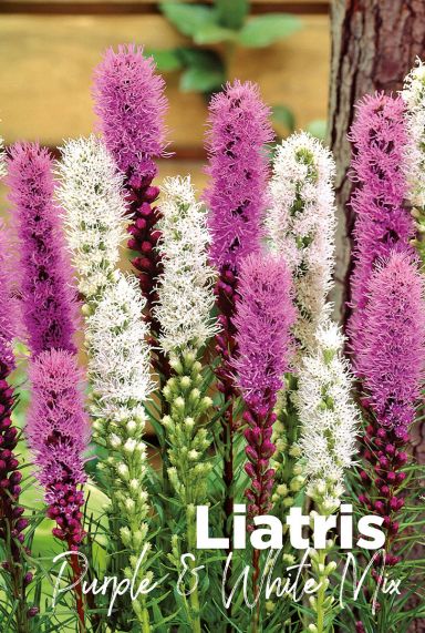 Liatris purple white mix bulbes a fleurs