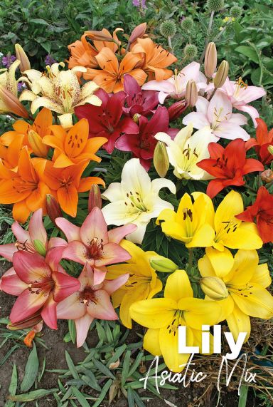Lily asiatic mix bulbes a fleurs
