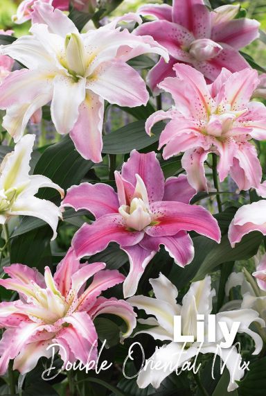 Lily double oriental mix bulbes a fleurs