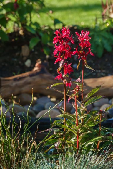 Lobelia queen victoria p9