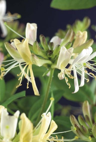 Lonicera belgica select plante de jardin