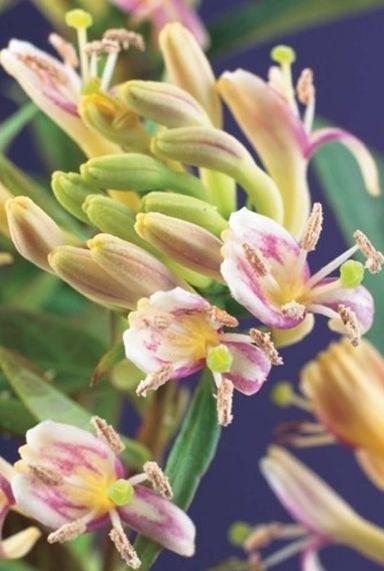 Lonicera copper beauty plante de jardin