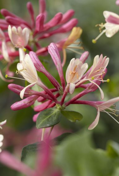 Lonicera goldflame plante de jardin