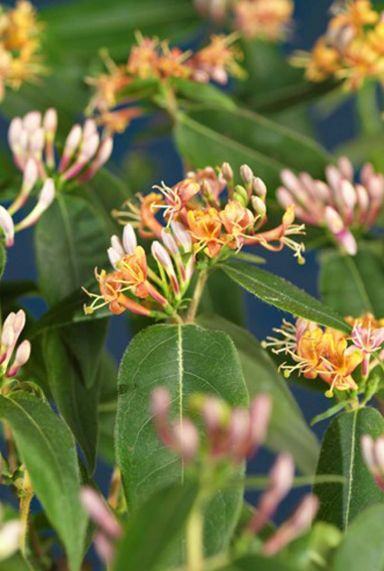 Lonicera henryi plante de jardin