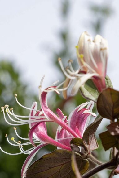 Lonicera japonica red world plante de jardin