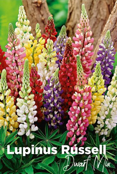 Lupinus russell dwarf mix bulbes a fleurs
